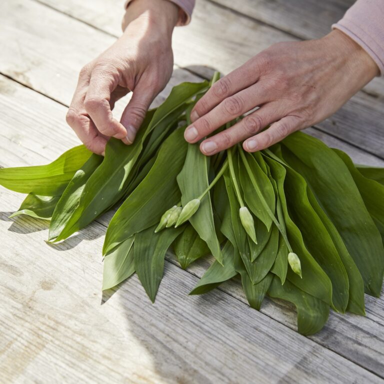 Medvehagyma Fesztivál 2026